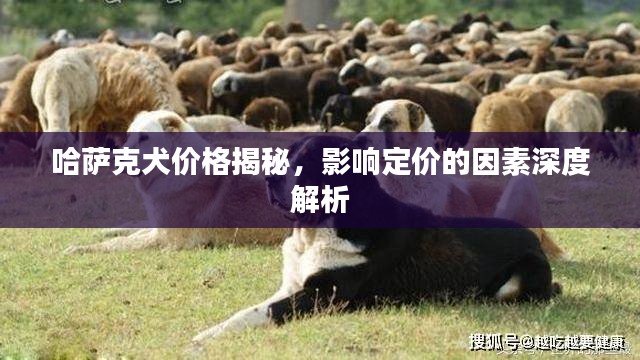 哈萨克犬价格揭秘，影响定价的因素深度解析