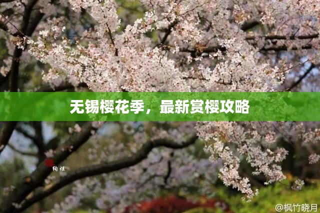 无锡樱花季，最新赏樱攻略