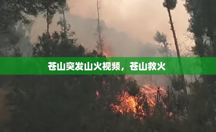 苍山突发山火视频，苍山救火 