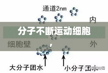 分子不断运动细胞， 