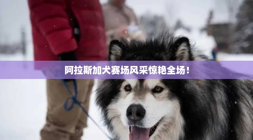 阿拉斯加犬赛场风采惊艳全场！