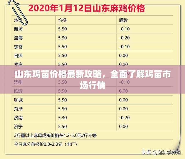 山东鸡苗价格最新攻略，全面了解鸡苗市场行情