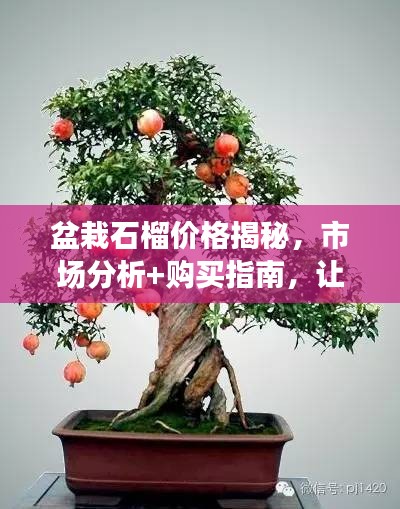 盆栽石榴价格揭秘，市场分析+购买指南，让你轻松选购心仪石榴盆栽！