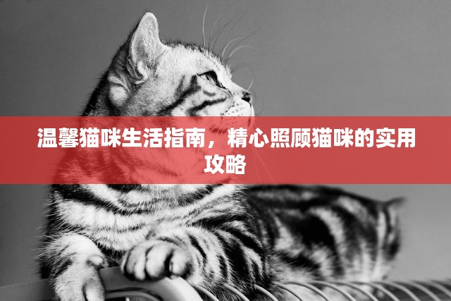 温馨猫咪生活指南，精心照顾猫咪的实用攻略